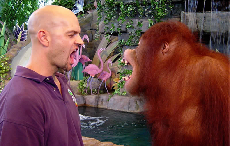 Brian Gisi training orangutan