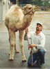 Brian Gisi training baby dromedary camel