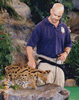 Brian Gisi training serval cat