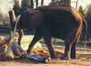 Brian Gisi training African elephant
