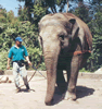 Brian Gisi training Asian elephant