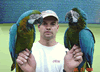 Brian Gisi training blue and gold macaws