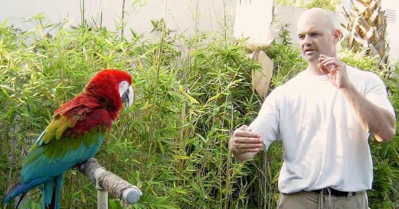 Brian Gisi training parrot