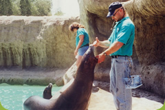 Brian Gisi examining sea lion