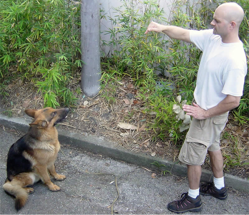 Brian Gisi training dog