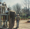 Brian Gisi handling African elephant for rides by public