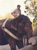 Brian Gisi training Asian elephant