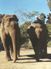 Brian Gisi training Asian elephants