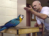 Brian Gisi training blue and gold macaw