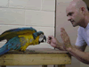 Brian Gisi training blue and gold macaw