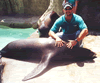 Brian Gisi training California sea lion